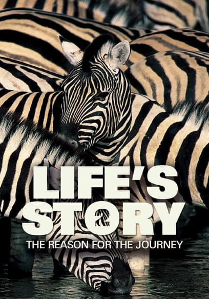 Life's Story 2: The Reason for the Journey