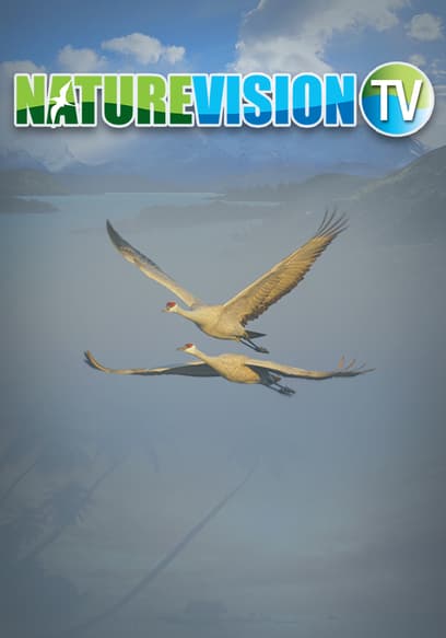 NatureVision TV poster