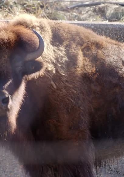 Póster de S01:E03 - Beluga Scars, a Cracked Beak and Broken Polar Bear Teeth