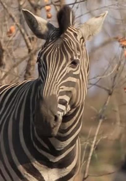 S01:E11 - Zebra poster
