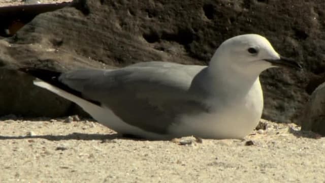 S01:E01 - El bosque dorado de África