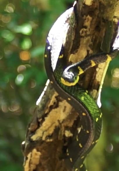 S01:E13 - The Pit Viper: A Deadly Snake of Trang Province poster