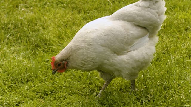S01:E04 - Poultry Pals