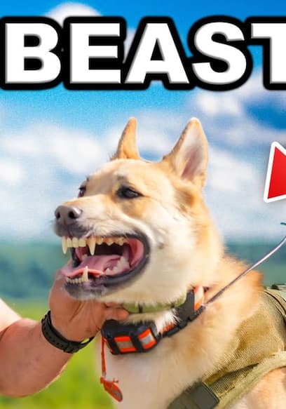 Affiche de S01:E16 - My Russian Dog Is the Ultimate Hunting Dog!
