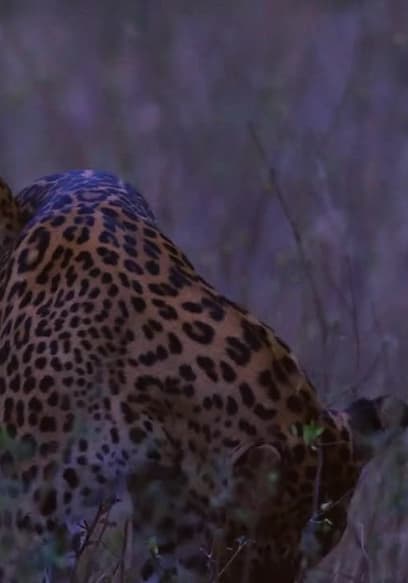 S01:E05 - The Secret Lives of Leopards poster