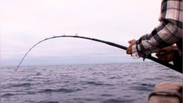 S03:E19 - Hooked on the Shogun: SoCal Bluefin and Yellowfin (Pt. 2)