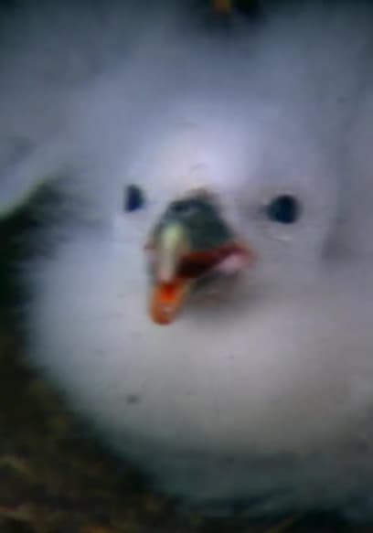 S01:E03 - Birds and Sea Creatures poster