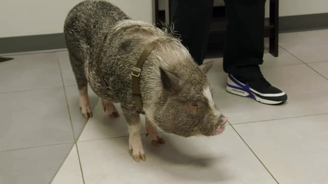 S02:E03 - Hog Wild and Home Free