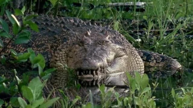 S01:E09 - Crocodille