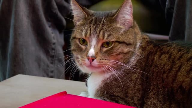 Watch My Cat from Hell S08:E09 - Felines and Frenemies? - Free TV Shows ...