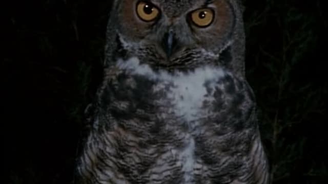 S02:E207 - Owls: Lords of Darkness