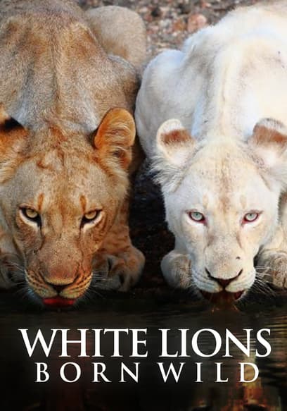 White Lions: Born Wild