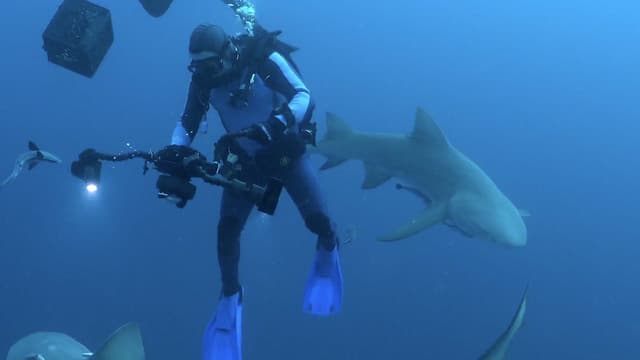 S01:E01 - Bull Shark Diving Trip Off the Florida Coast