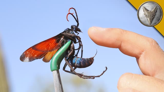 S01:E02 - Stung by a Tarantula Hawk!