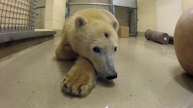 S02:E06 - Polar Bear Emergency Surgery