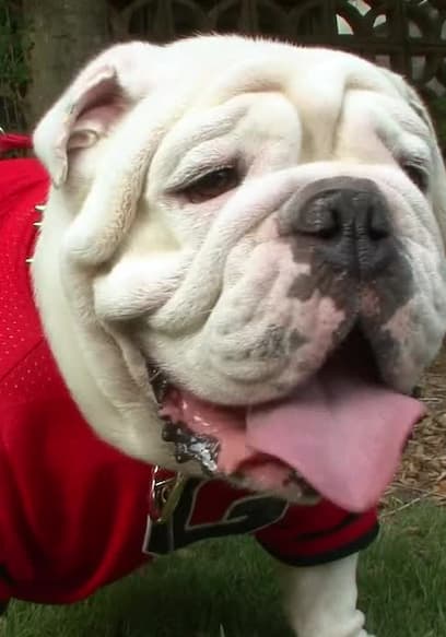 S01:E03 - English Bulldog and More poster