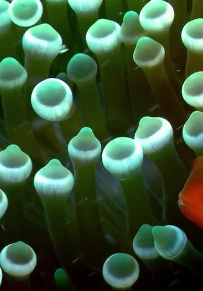 S01:E08 - Clownfish poster
