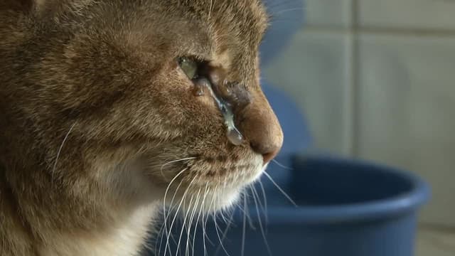 S01:E03 - Lolette and Robin