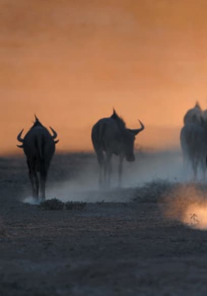 S01:E06 - Wildebeest: The Great Migration poster