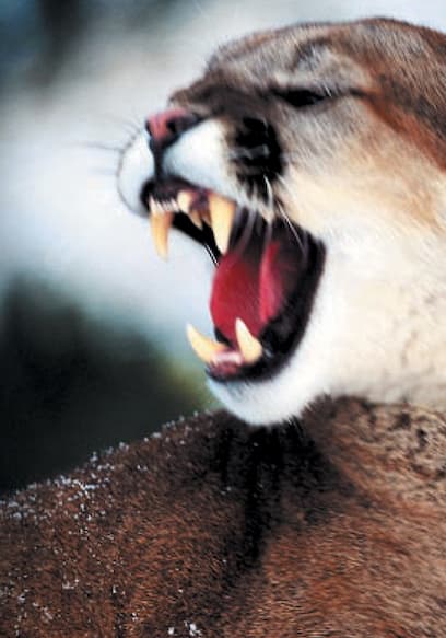 S01:E01 - Cougar: Ghost Of The Rockies poster