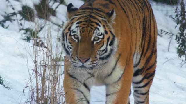 S01:E01 - Las vidas secretas de los tigres