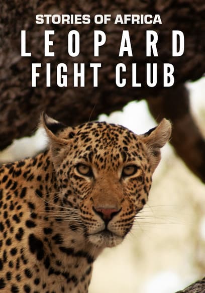 Stories of Africa: Leopard Fight Club