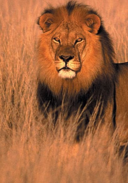 Póster de S01:E04 - Lions: Kings Of Africa