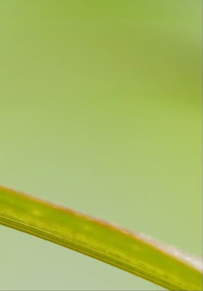 S01:E02 - Insects as Super Adapters poster