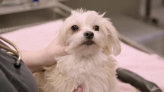 S06:E06 - Hermaphrodite Hound