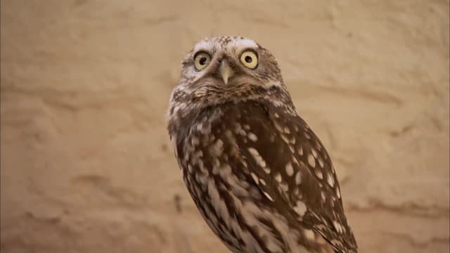 S01:E04 - Misty the Owl