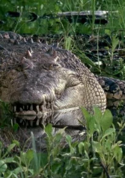 S01:E09 - Crocodille poster