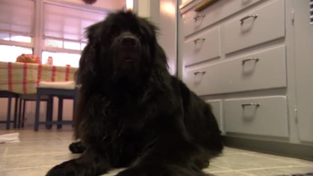 S02:É14 - S02:E14 - Project Runaway!