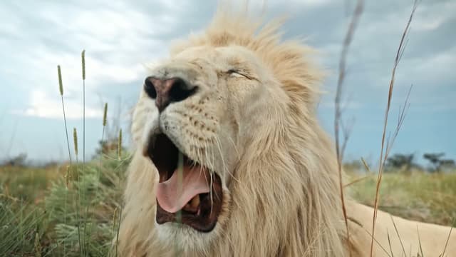 S01:E05 - Meet the Giant Lion - Snow!