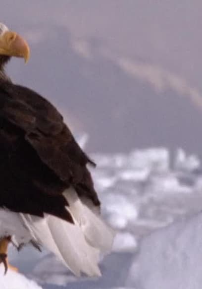 S01:E01 - Episodio 1 poster