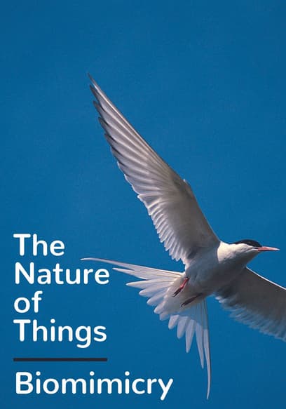 The Nature of Things: Biomimicry
