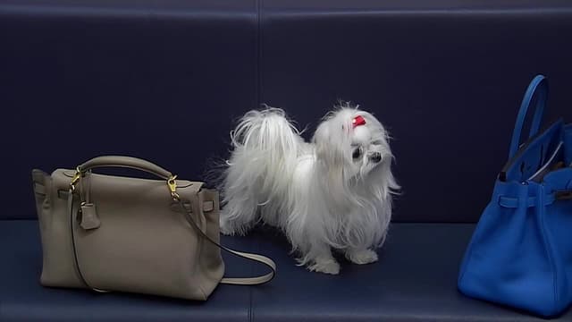 S04:E01 - Hector, Mitzi, and Zola