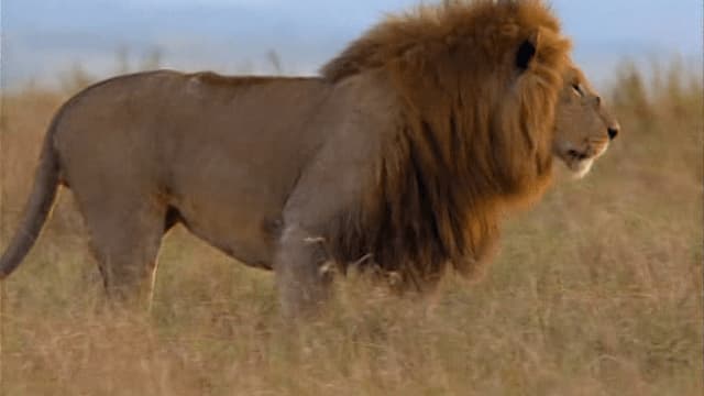 S01:E09 - Animales bebés (Pt. 1)