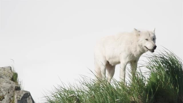 S01:E04 - El lobo y la tormenta