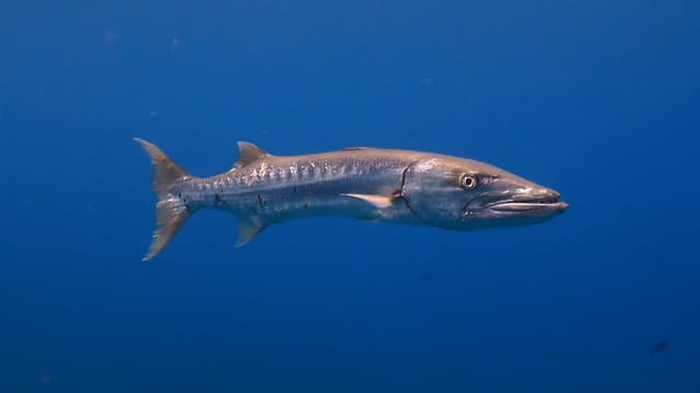 S01:E10 - Depredadores submarinos