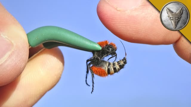 S01:E01 - Stung by a Cow Killer!