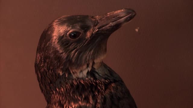 S01:E07 - The Tiniest Penguin