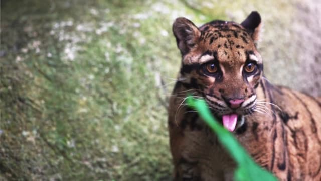 S01:E07 - Formosan Clouded Leopard