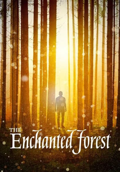 The Enchanted Forest