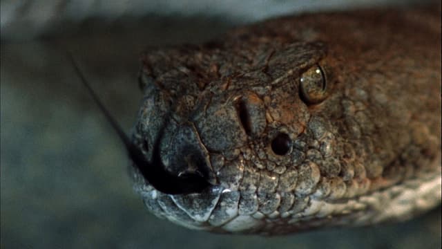 T01:C03 - S01:E03 - La gran carrera del desierto