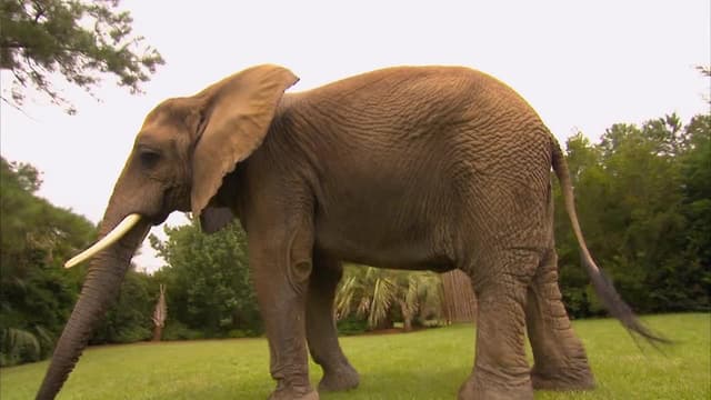 S01:E15 - Bubbles Swimming Elephant
