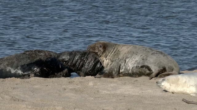 S06:E06 - The Amazing Comeback of Gray Seals + Shark Performances in the Philippines