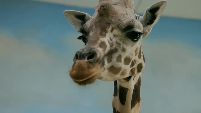 S01:E08 - Back to Africa