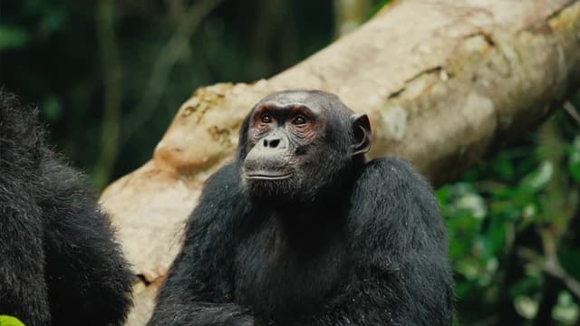 S01:E01 - Return to Bigfoot Nest Site