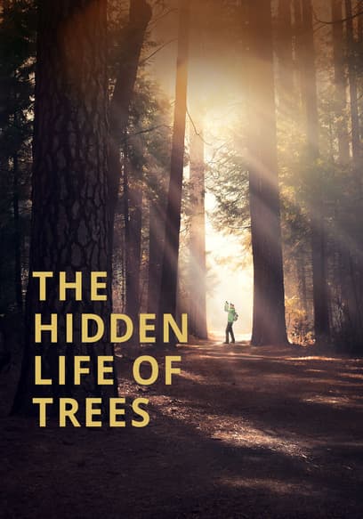 The Hidden Life of Trees