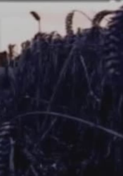 S01:E03 - Enigma of the Crop Circles (Pt. 2) poster